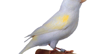 قبل ما تشتري نصائح مهمة قبل شراء طائر الكناري