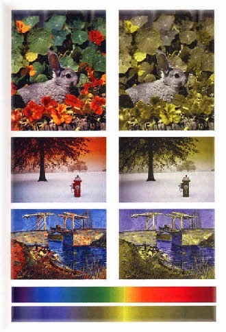 kopekler nasil gorur kopekler renk korumudur