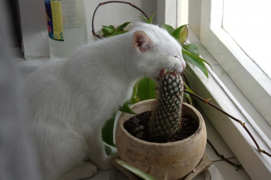 Funny cats part 18 (40 pics) Amazing Creatures