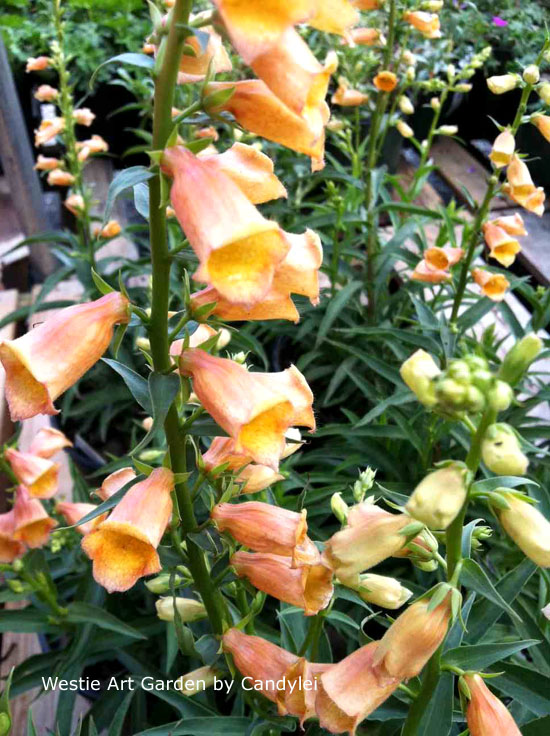 Westie, Art & Garden Goldcrest Foxglove Digitalis Orange Perennial