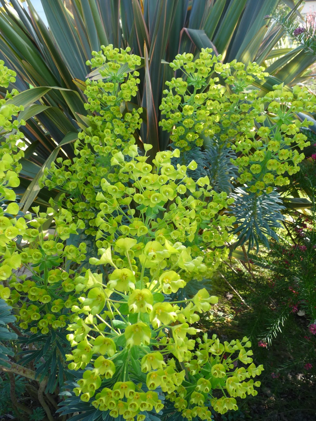 Ma Planete Jardin Le Pittosporum Tenuifolium Panache Un Arbuste