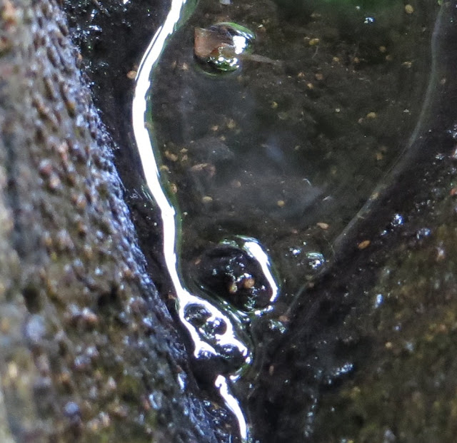 Ampliação de Fotografia macro de Mini Lago de água entre troncos de figueira após chuva