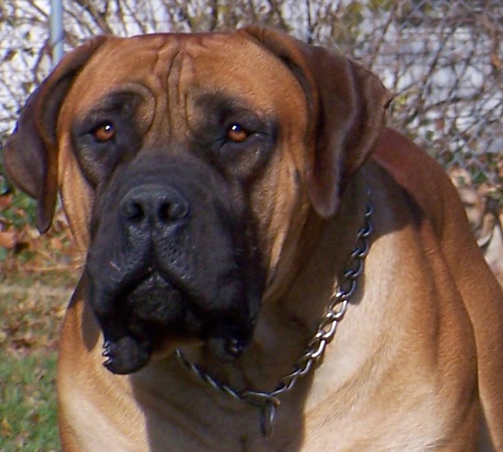 What are the different breeds of dogs? Alano