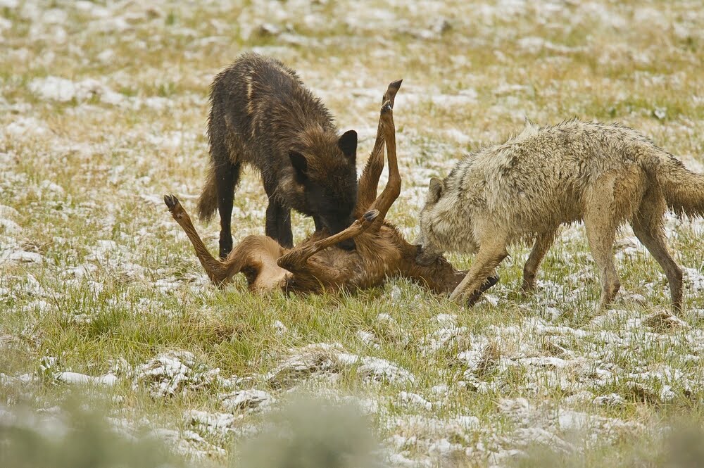 Conservation Wolves hunt and kill calf elk.