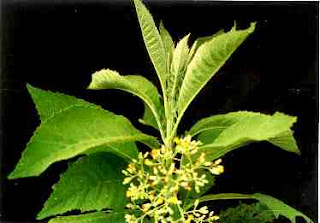 Sembung (Blumea balsamifera [L.] DC )