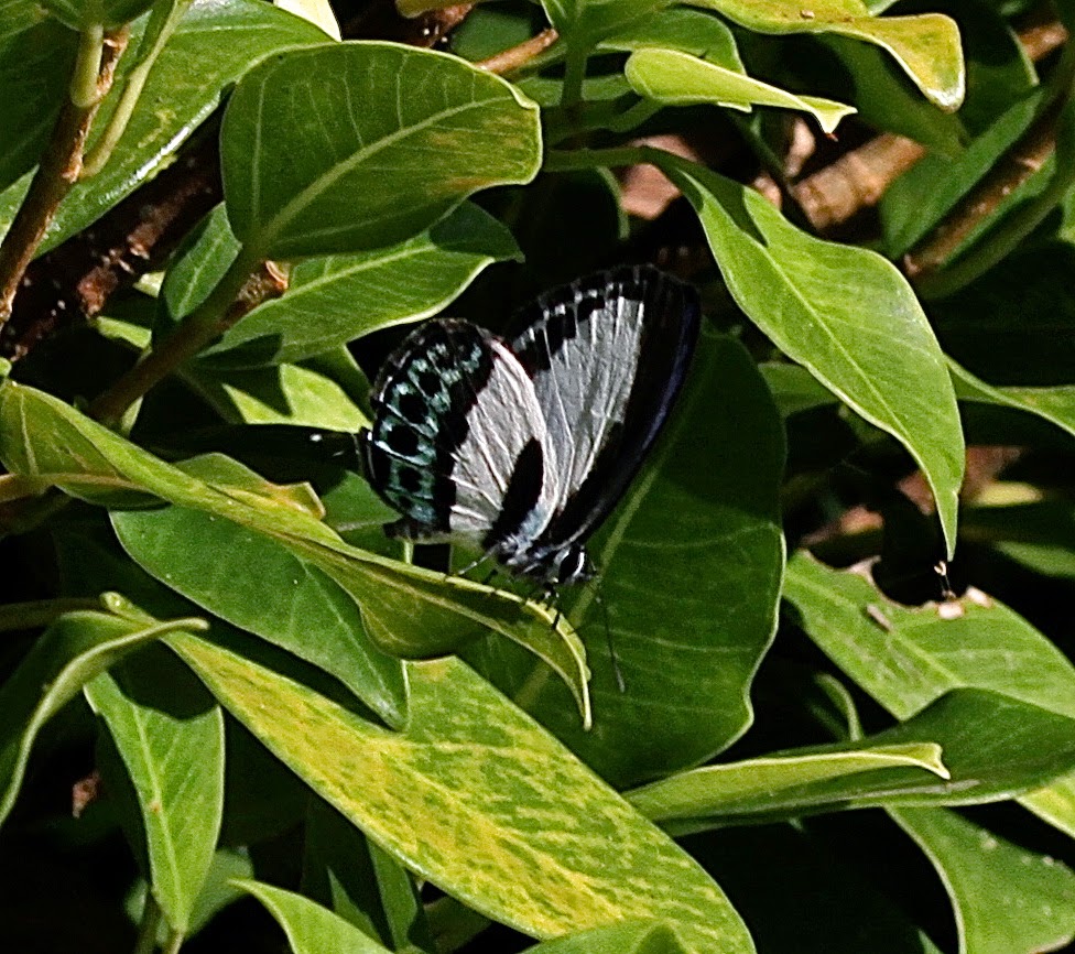 News from Coquette Point