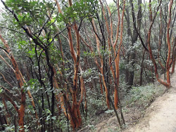 Trees that lose their bark.