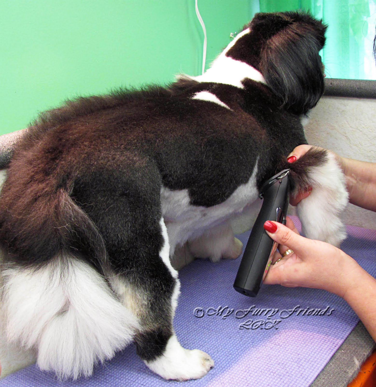Pet Grooming The Good, The Bad, & The Furry Tuesday's Tip 26