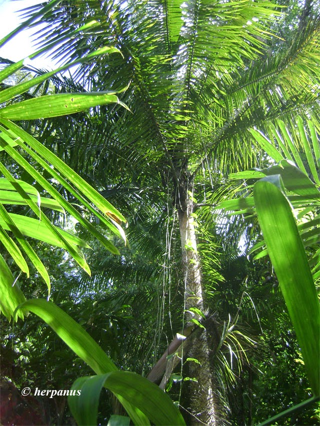 Etnobotani Nibung Oncosperma Horridum Griff Scheff