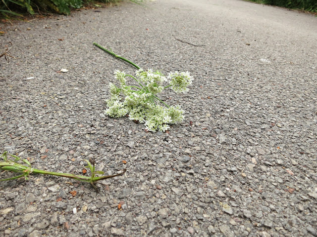 White flowers (umbelliferous, carrot family?) broken from their plant and thrown on tarmac path.