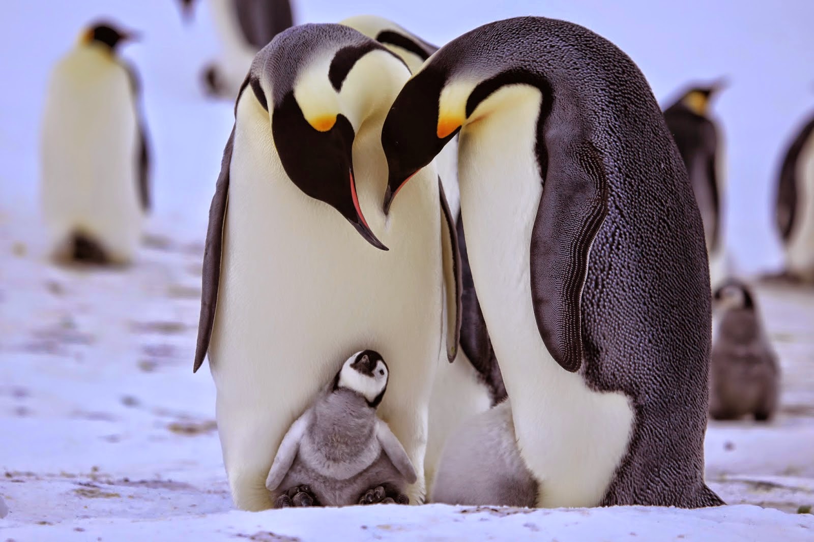 SCANDINAVIA: Penguins: Spy In The Huddle Comes To BBC Nordic