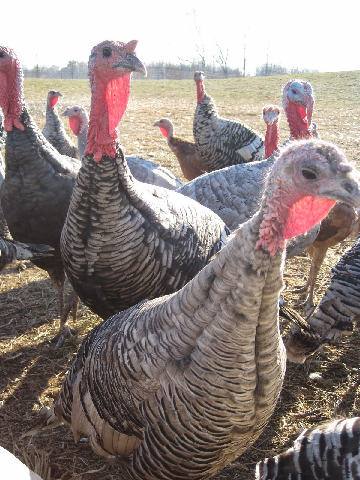 Elmwood Stock Farm's Organic Heritage Breed Turkeys USDA Certified