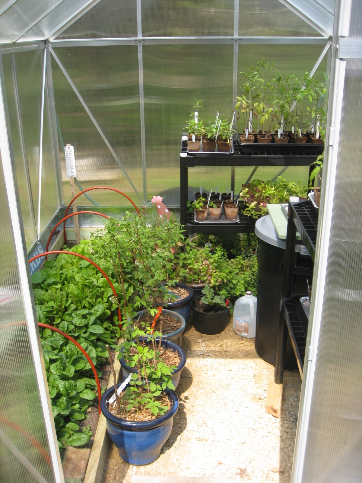 Red Bucket Farm Crowded in the Greenhouse