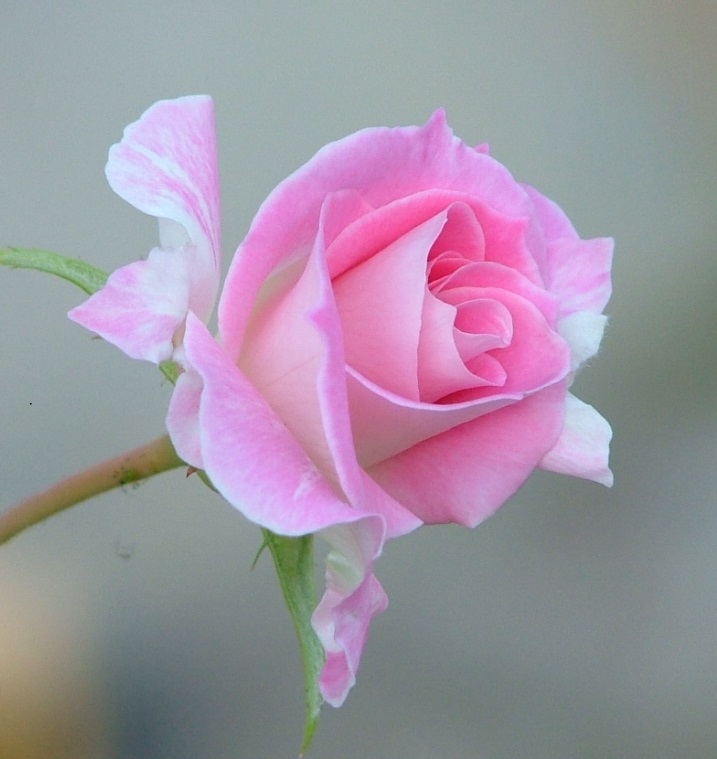 Uma Rosa