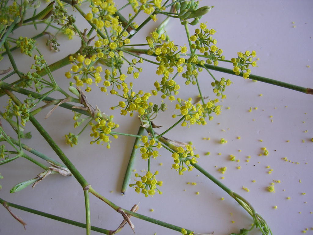 MY KITCHEN IN SPAIN August 2011