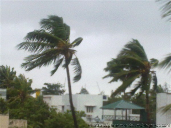 Two trees bear the force of the wind during cyclone nilam