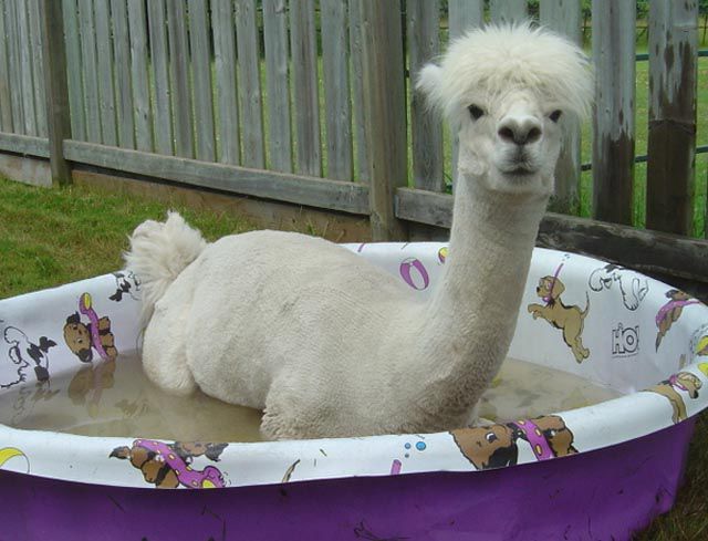 Funny Cool Pictures There Are Animals In The Swimming Pool