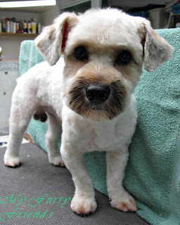 Can Dogs Get Depressed After A Haircut Can Dogs Get Depressed After A Haircut