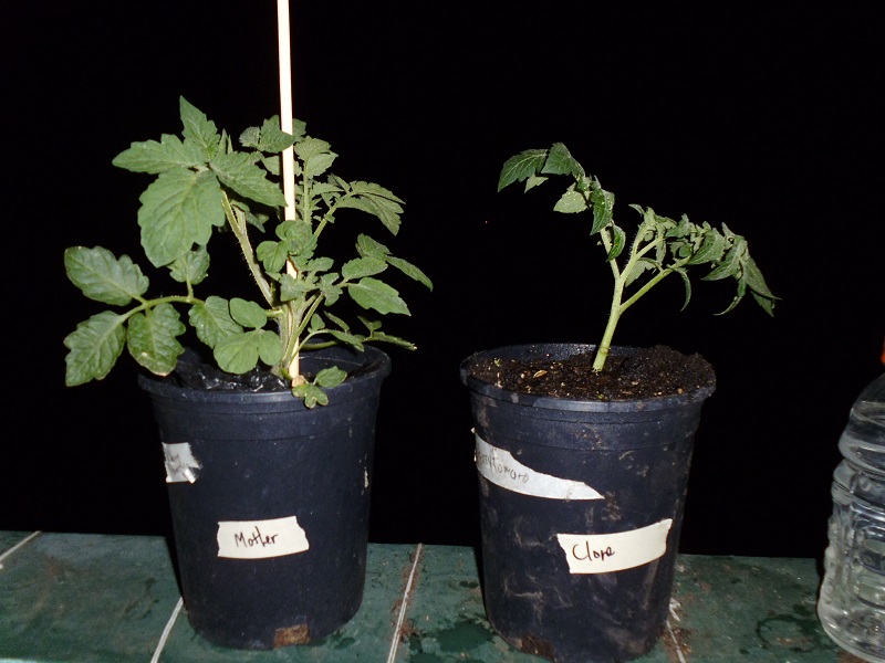 Tomato Cloning Experiment | Greens and Machines