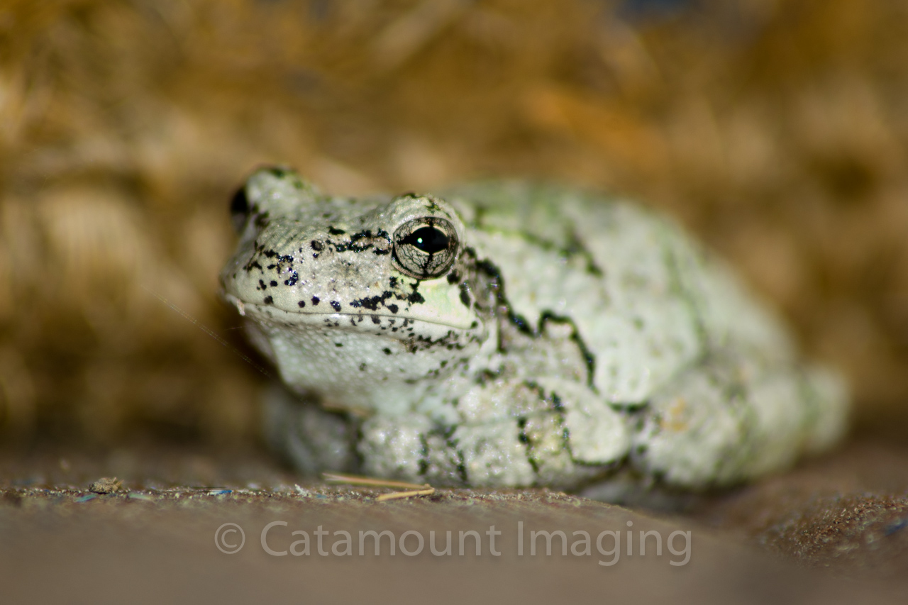 Catamount Imaging Gray Tree Frog