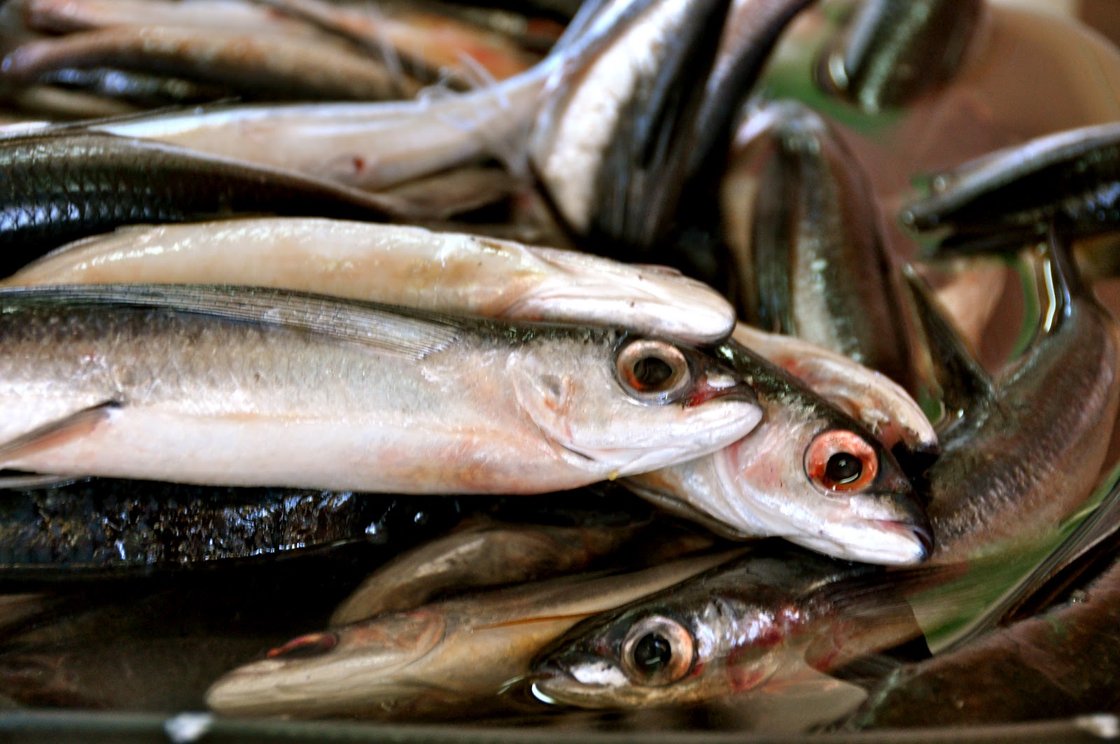 Loop Barbados Top 5 Things to do in Barbados (if you are only here for