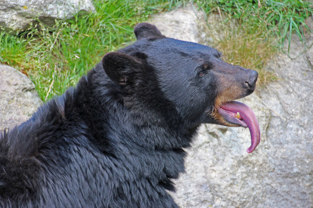 black bear tongue