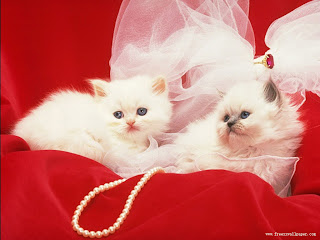 Two white beautiful cat pictures
