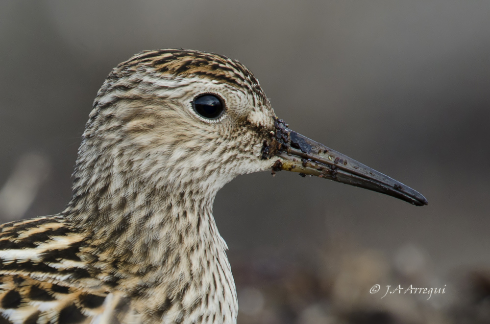 Correlimos pectoral, Calidris melanotos, Pectoral Sandpiper Correlimos pectoral, Calidris melanotos, Pectoral Sandpiper