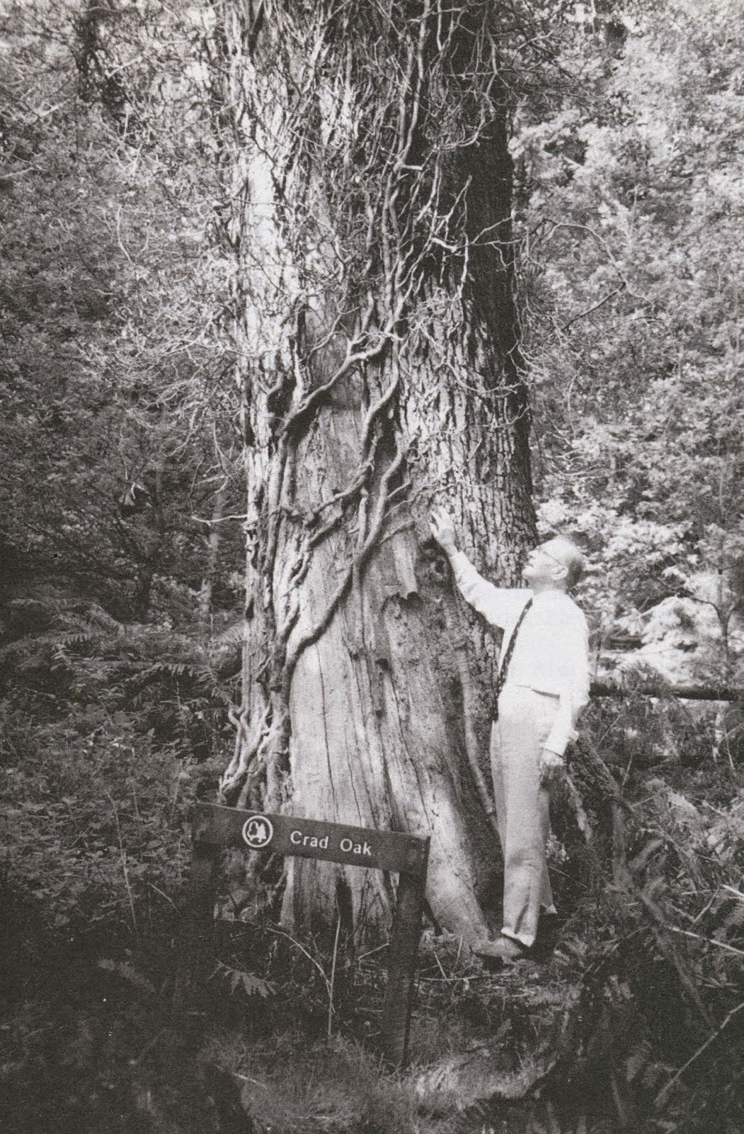 the Crad Oak in 1994
