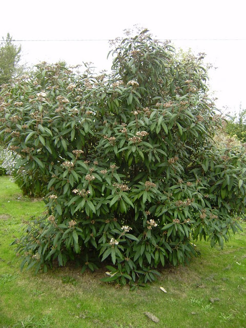 Mes Passions Viorne Trilobee