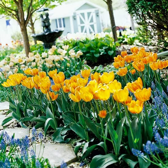 My Enchanting Cottage Garden 10 Top Perennial Tulips