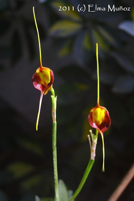 Masdevallia echo