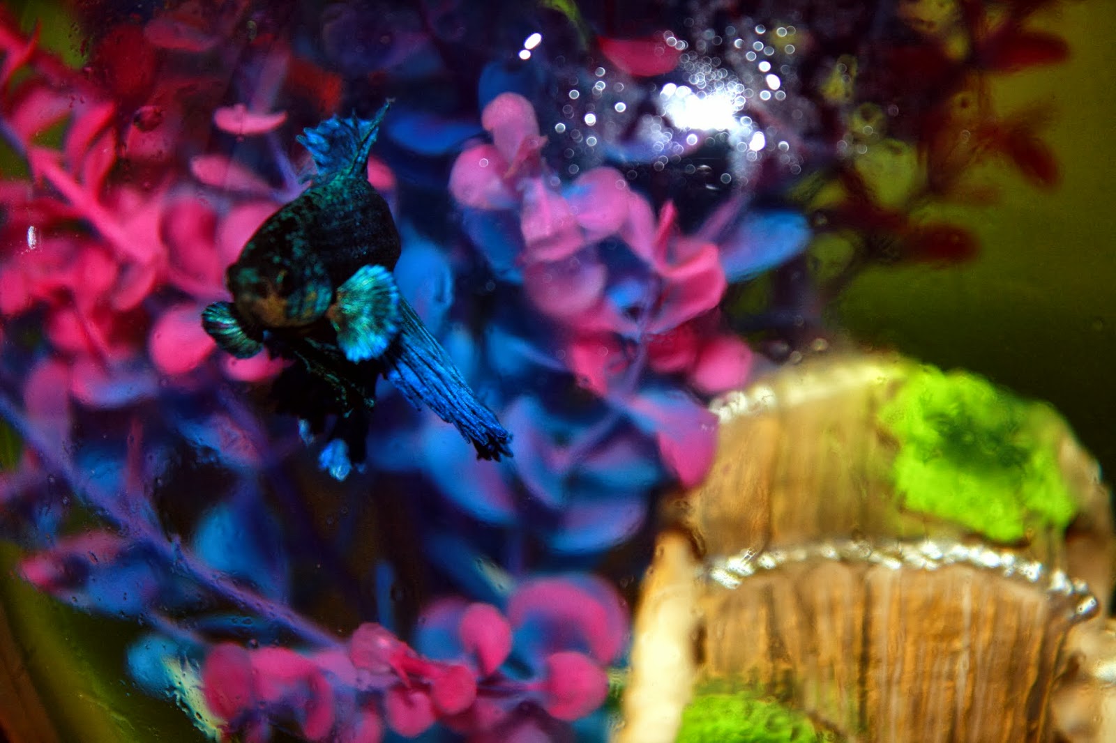 天才小雛劇本樂園 鬥魚照 藍色鬥魚之蒼海登場篇 09 19 四