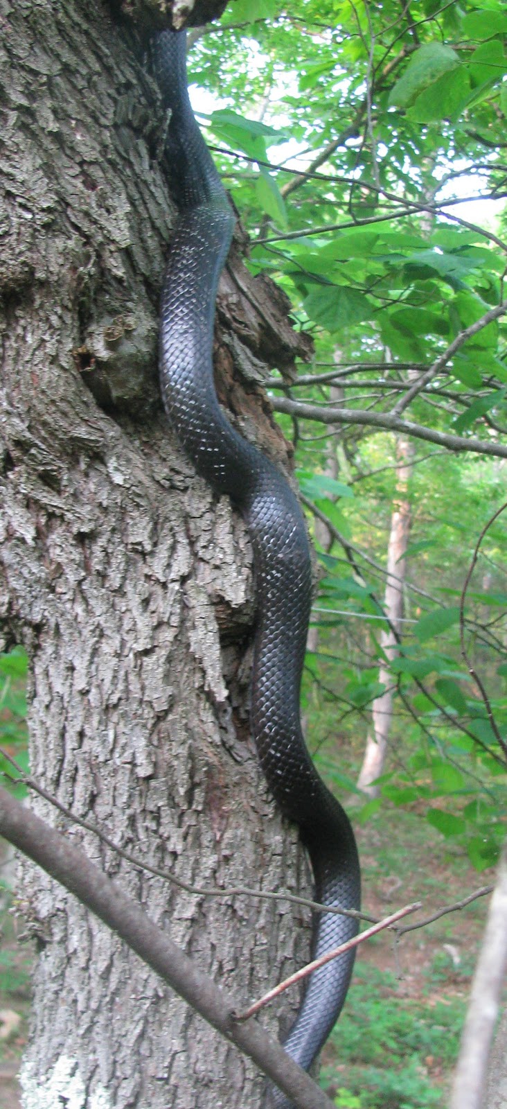 Hermit Musings November 2012