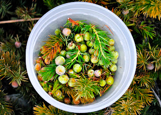 11 Best Juniper Images Plants Juniperus Communis Evergreen