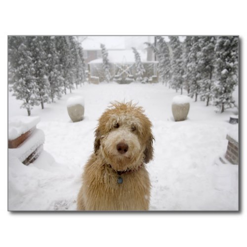 The Cutest Dog, Outside after a Snowstorm | Photo Postcard