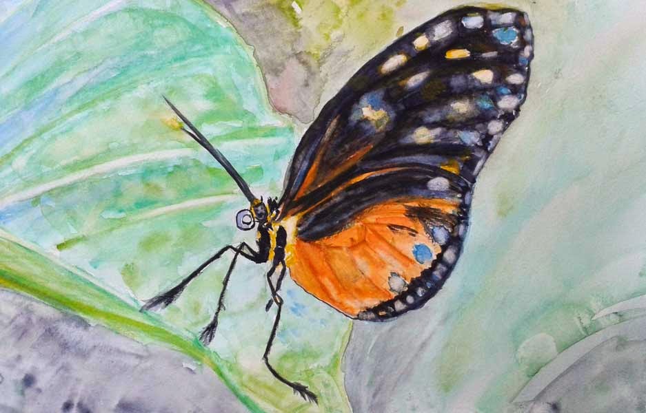 butterfly watercolor