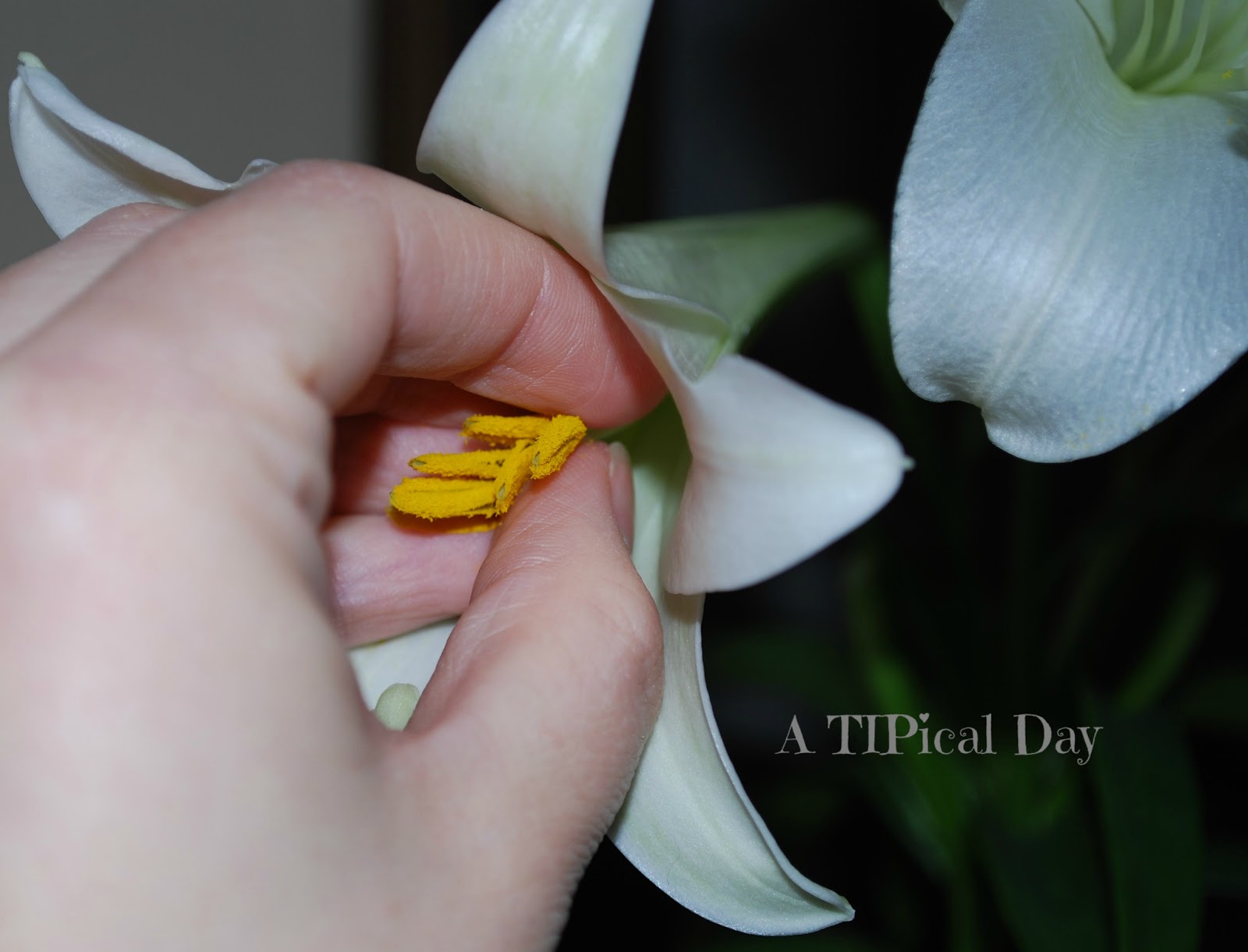 Easter Lily Care and a Few Other Pretty Arrangements A TIPical Day
