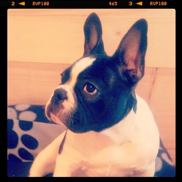 My baby Eddison the French Bulldog