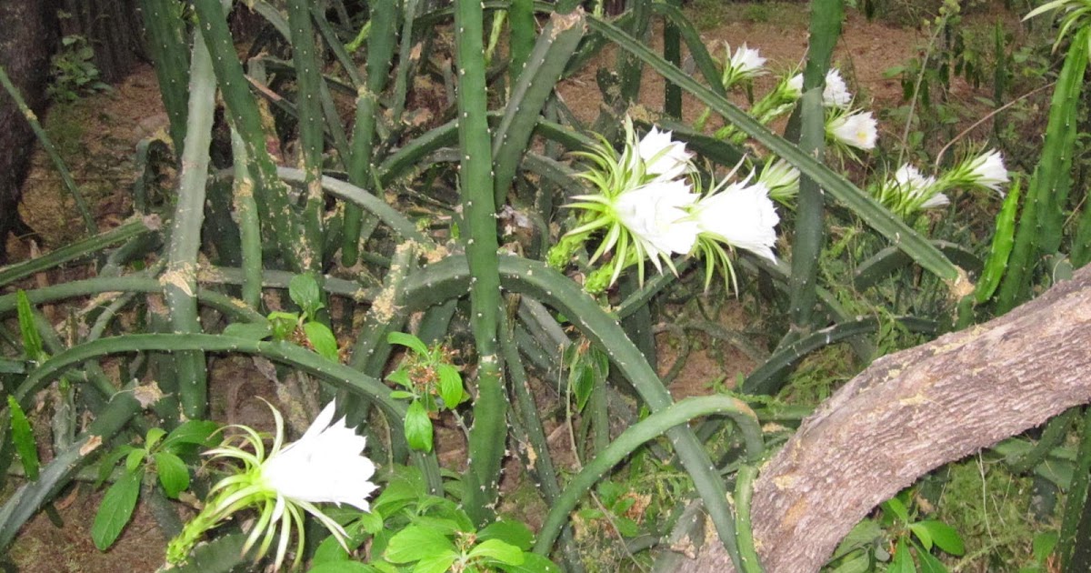 MADWEATHER Night Blooming Cereus