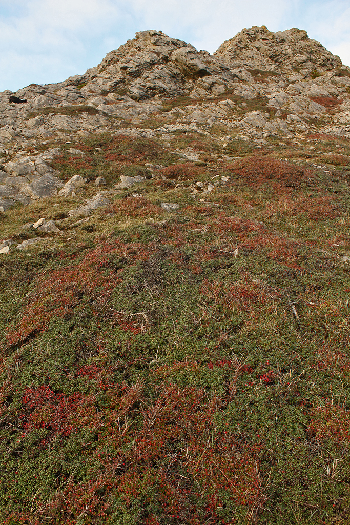 Jardineria Plantae Cotoneaster Lacteus