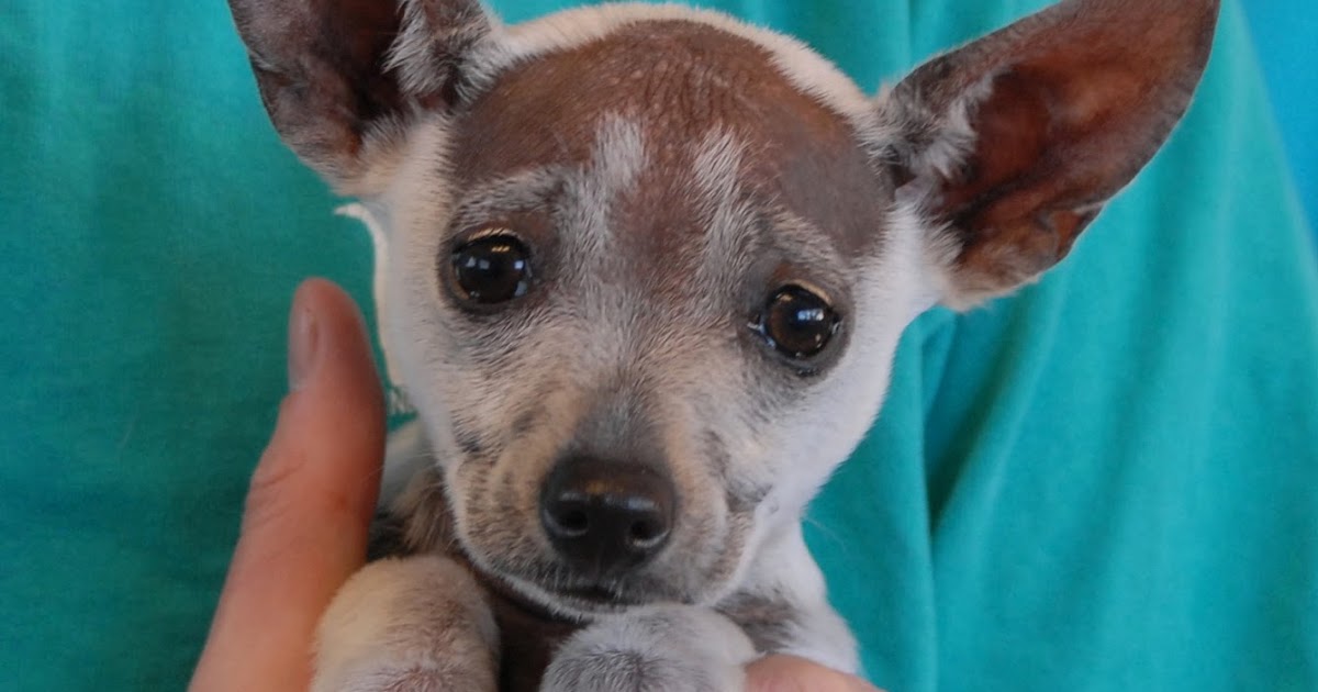 Nevada SPCA Animal Rescue Xoloitzcuintli x puppies, brothers Alfonzo