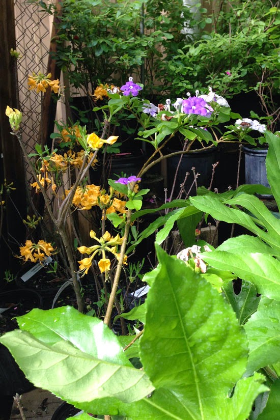 Ruby Tuesday Azaleas Herz S Life