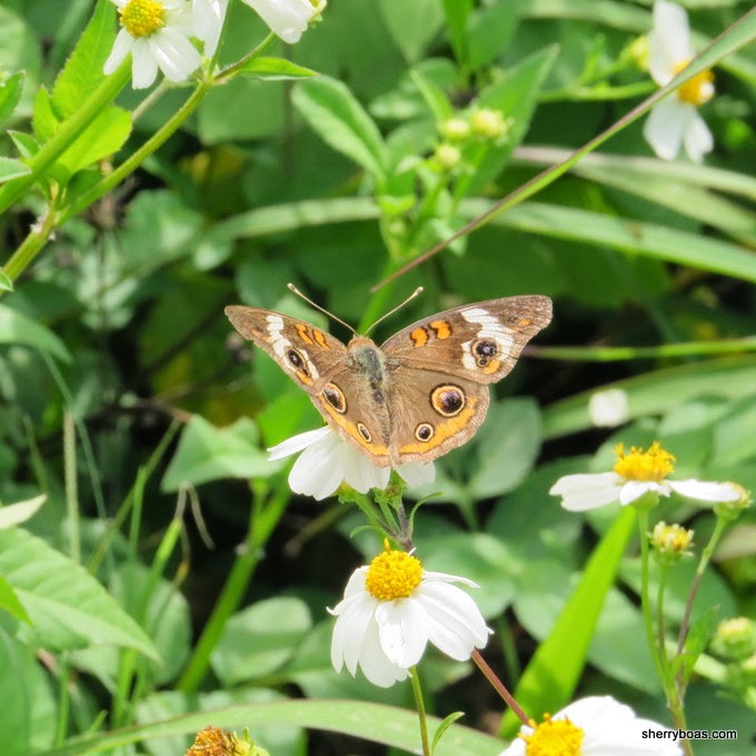 Simply Living Two butterflies