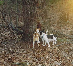 Millie Marie, Daisy Mae, Tina Sue