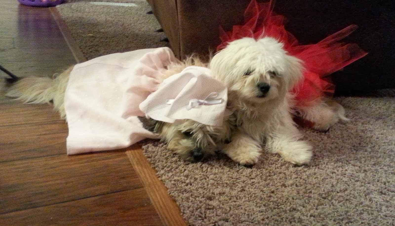 diy fairy tale halloween costumes for puppies red riding hood big bad wolf