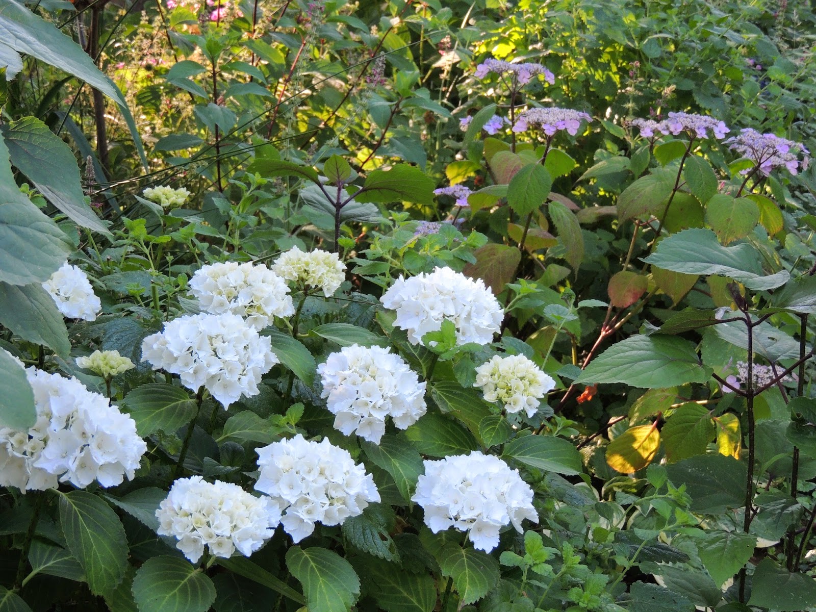 Il Etait Un Petit Jard Ain Mare De Fleurs