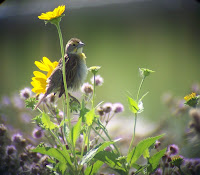 Female Dickcissel