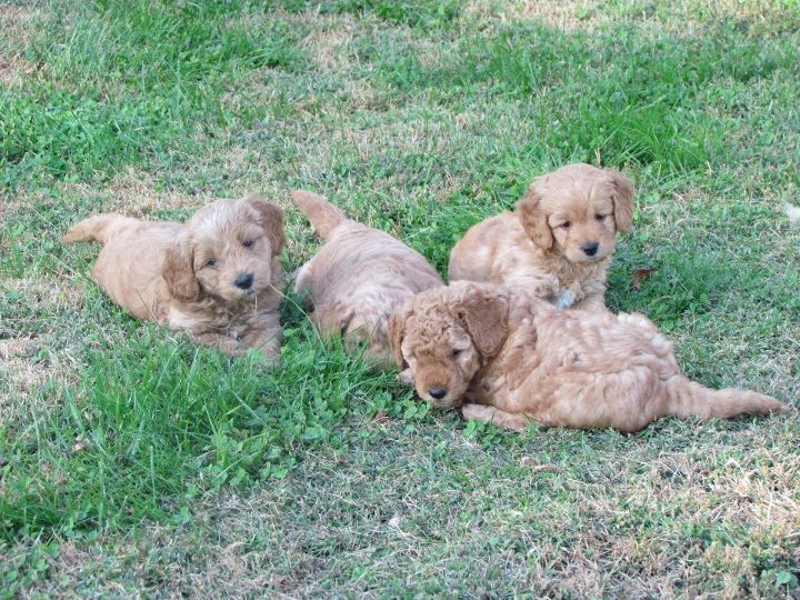 Goldendoodles by Rosie MiniDoodles in Kentucky