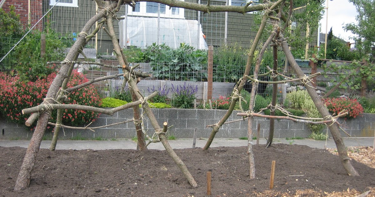 The Tacoma Kitchen Garden Journal: Mid- May Garden Update